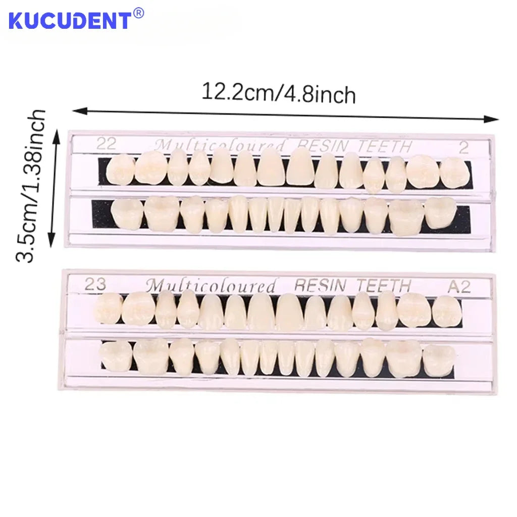 28teeth Resin Denture Teeth Dental Synthetic Resin Teeth Teeth Teaching Model Permanent Teeth Model Dental Material