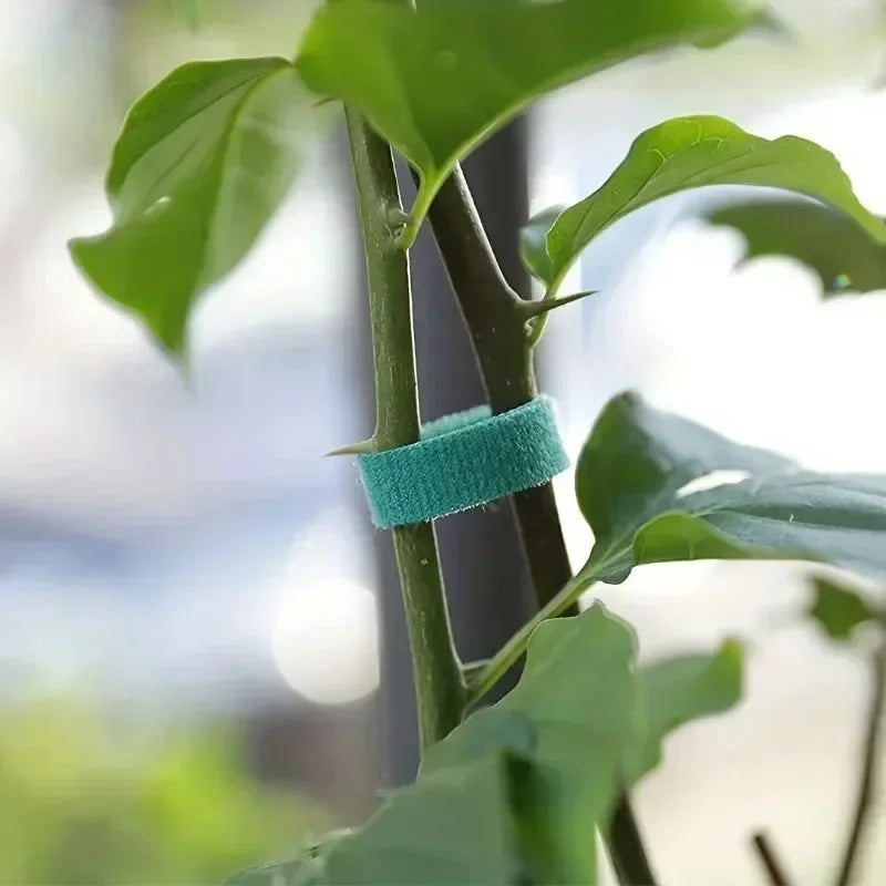 100/2M Plant Nylon Cable Tie Adjustable Self Adhesive Green Plants Hook Loops Garden Twine Bandage Support Fastener Tape Strips